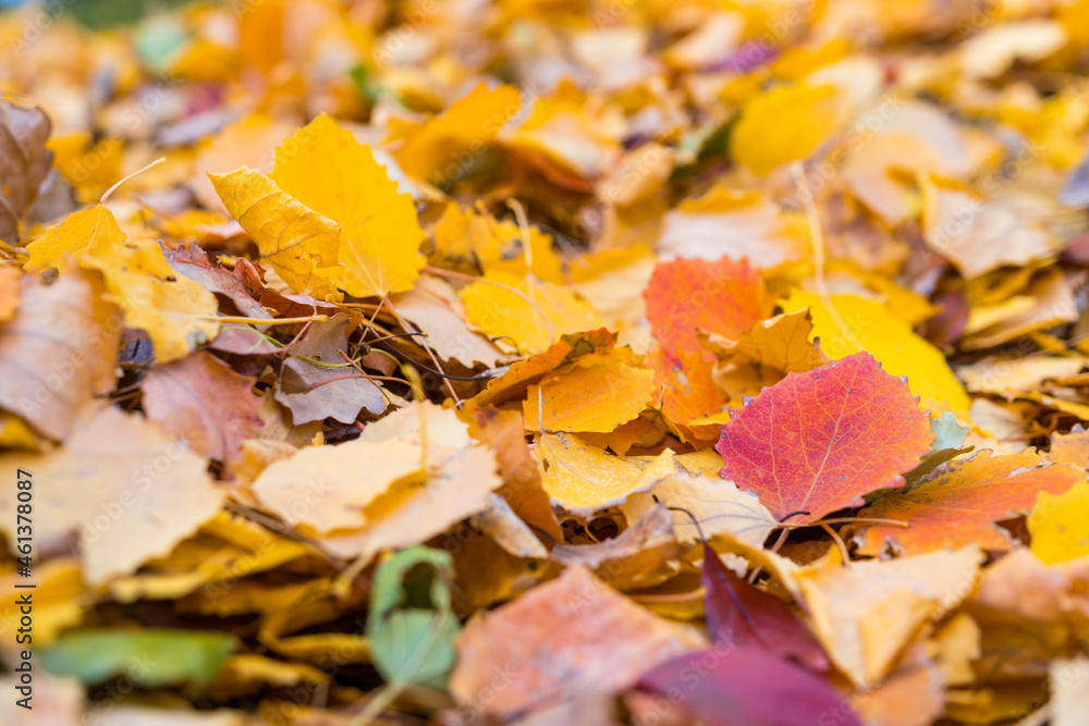 Fall colorful autumn leaves on ground nature background. Forest floor covered in red, orange, and yellow leaves Fall colorful autumn leaves on ground nature background. Forest floor covered in red, orange, and yellow leaves