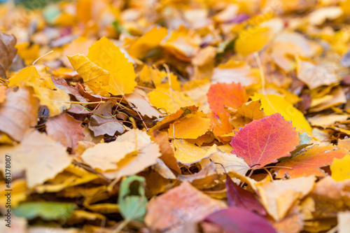 Fall colorful autumn leaves on ground nature background. Forest floor covered in red, orange, and yellow leaves 