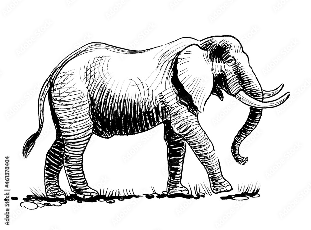 Ink black and white drawing of a walking elephant Ink black and white drawing of a walking elephant