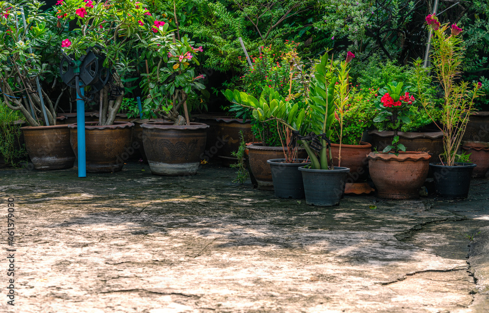 Group of tropical flower pots on the old crack concrete floor, outdoor flower pots, old-style Asia clay plant pot and plastic pot, space for text. Group of tropical flower pots on the old crack concrete floor, outdoor flower pots, old-style Asia clay plant pot and plastic pot, space for text.