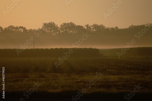 Morning fog sunrise over sugar cane field © savanna