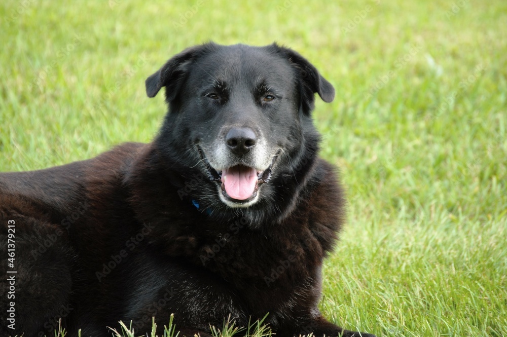 Senior Black Lab Mix Happy Outside laying in grass Senior Black Lab Mix Happy Outside laying in grass