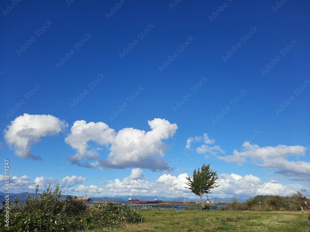 Obraz premium tree in the desert