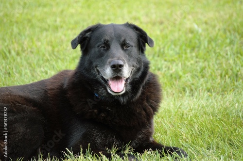 Senior Black Lab Mix Happy Outside laying in grass