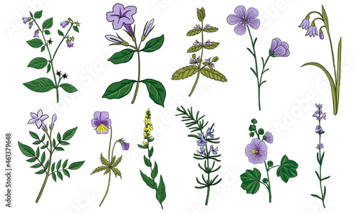 vector drawing medicinal plants, floral elements isolated at white background, hand drawn illustration