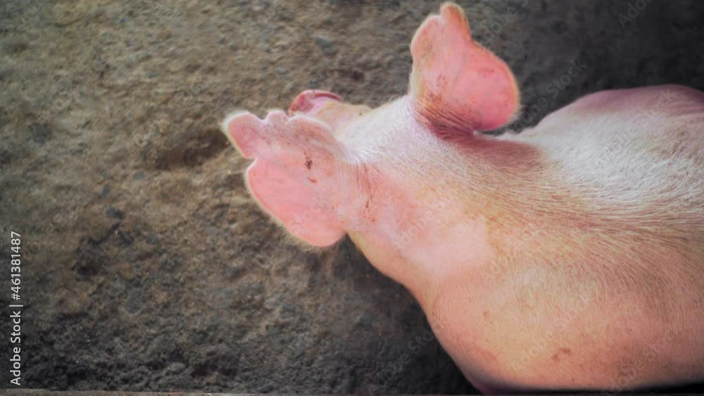 Aerial view of a pig flapping its ears and standing in a place with its fellow mates inside a pig farm. Aerial view of a pig flapping its ears and standing in a place with its fellow mates inside a pig farm.
