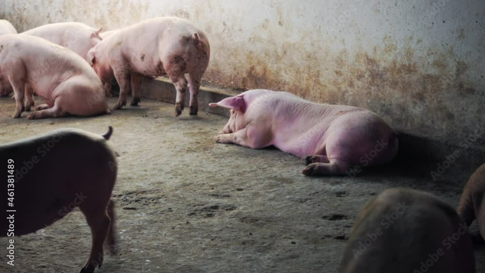 Healthy pigs carrying on with their antics at a pig farm during the day time; many pigs kept in captivity. Healthy pigs carrying on with their antics at a pig farm during the day time; many pigs kept in captivity.