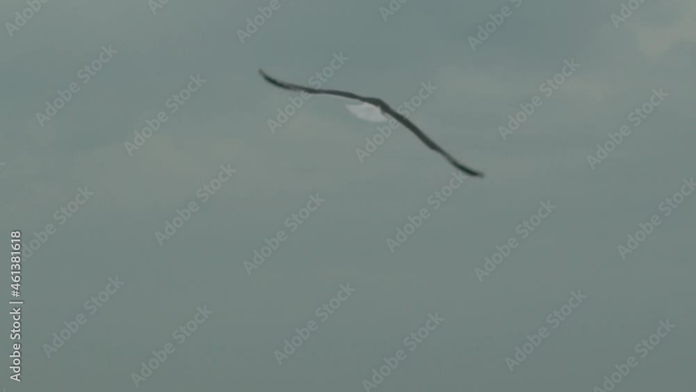Moving ground shot following a seagull fly around a beach on a windy day 120fps for slow motion, overcast gloomy day
Moving ground shot following a seagull fly around a beach on a windy day 120fps for slow motion, overcast gloomy day