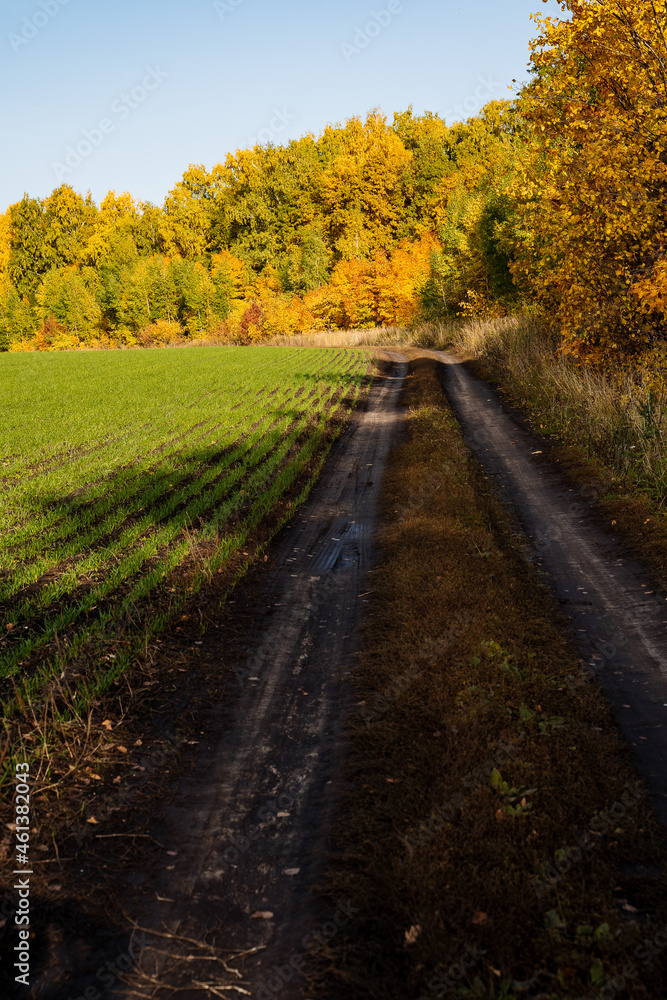 Vertical photo of the village road passing through a sown field and an autumn forest. Yellow faces, mud, sunny days in autumn.
