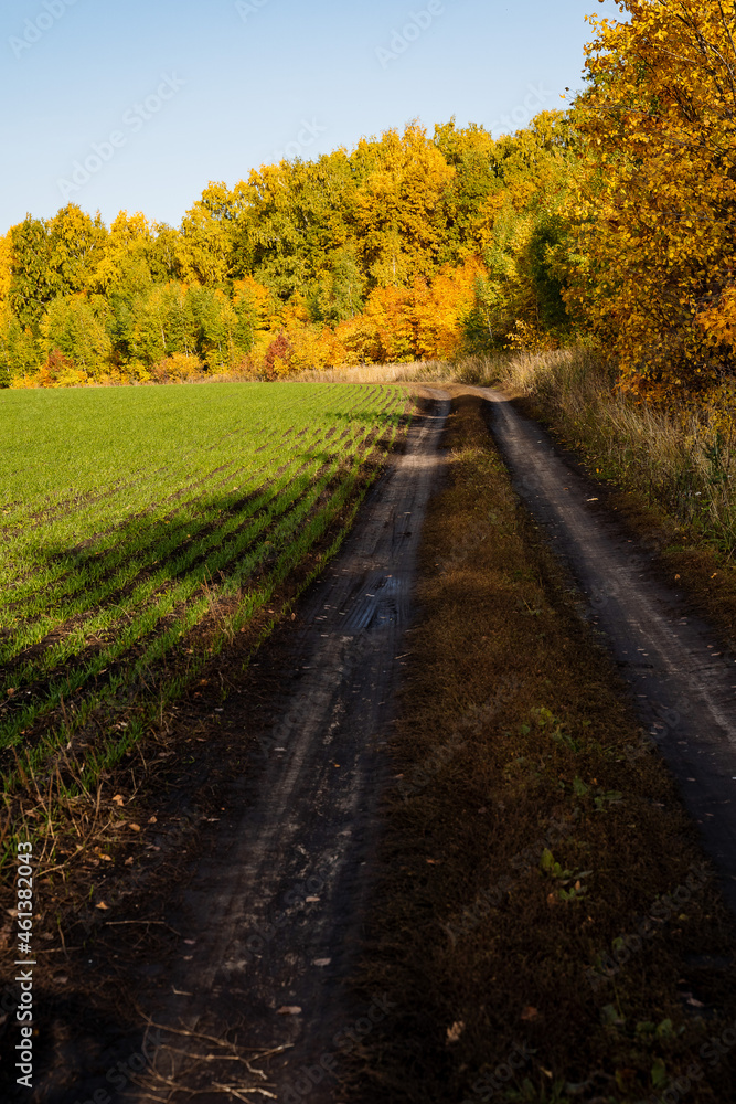 Obraz premium Vertical photo of the village road passing through a sown field and an autumn forest. Yellow faces, mud, sunny days in autumn.