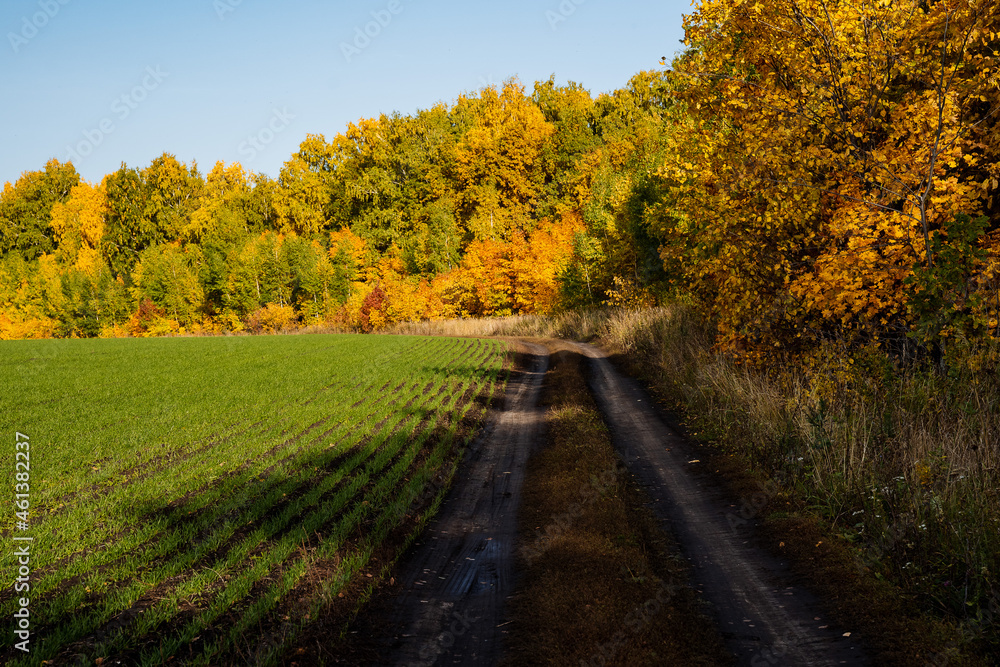 A village road passing through a sown field and an autumn forest. Yellow faces, mud, sunny days in autumn.