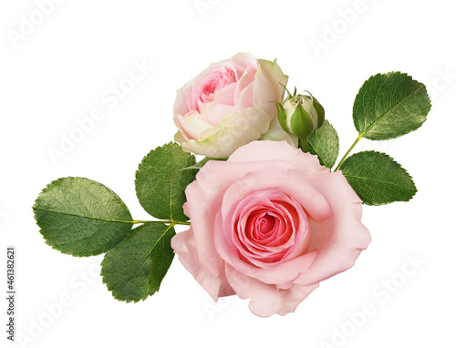 Pink rose flowers and bud w...