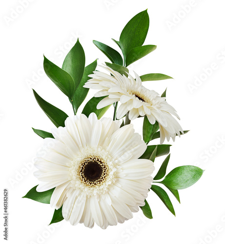 White gerbera flowers and g...