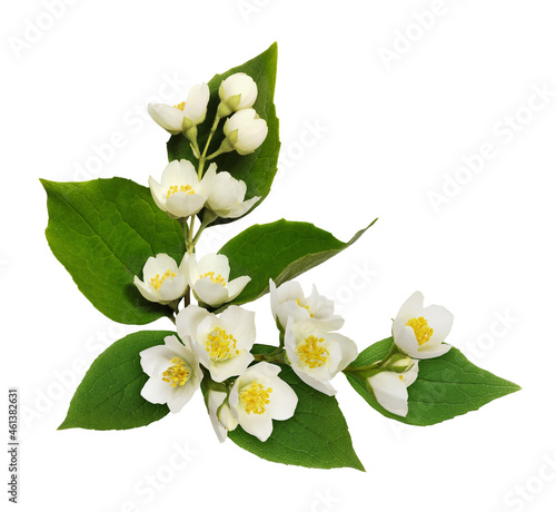 Jasmine flowers and leaves ...