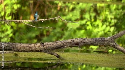 Kingfisher Eisvogel