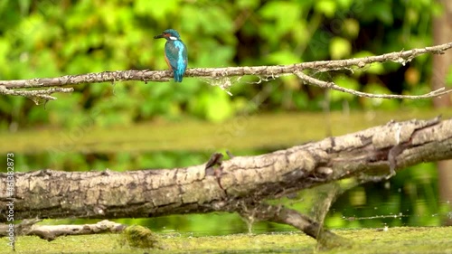 Kingfisher Eisvogel