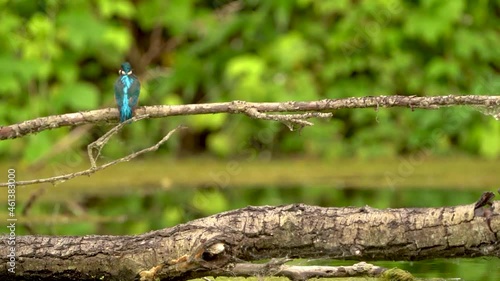 Kingfisher Eisvogel