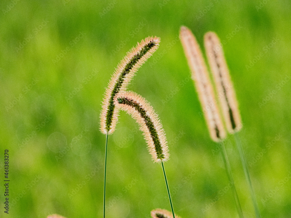 小牧山城の見える農業地域の自然
朝日を浴びた草の穗
