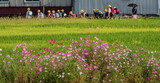 小牧山城の見える農業地域の自然
コスモスの咲く稲田を行く集団登校