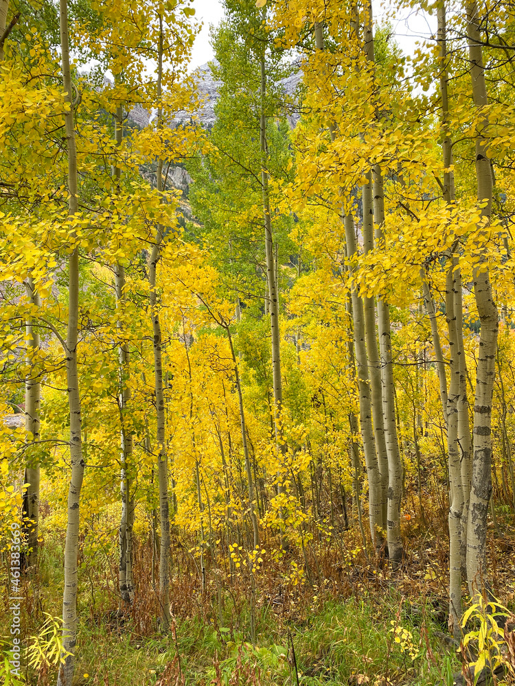 Fototapeta premium Autumn leaf colors fall foliage