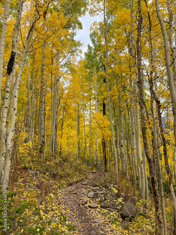 Fototapeta premium Autumn leaf colors fall foliage