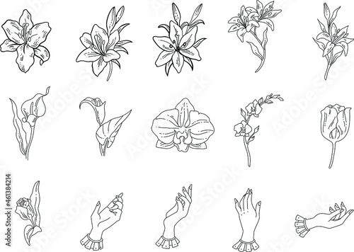Black and white set of hand drawn flowers