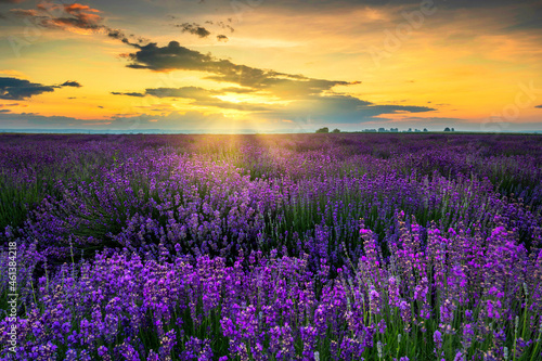 Beautiful summer sunset over lavender fields