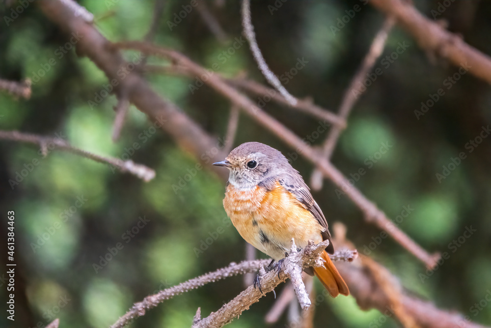 The common redstart female, Phoenicurus phoenicurus, is photographed in close-up sitting on a branch against a blurred background. The common redstart female, Phoenicurus phoenicurus, is photographed in close-up sitting on a branch against a blurred background.