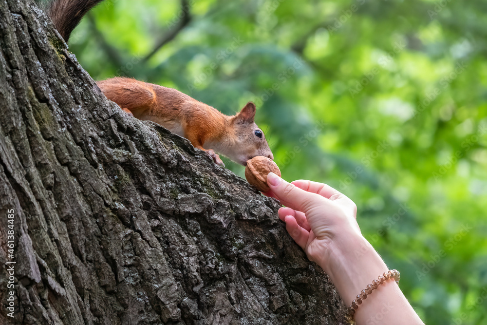 A woman feeding a squirrel in the summer park A woman feeding a squirrel in the summer park