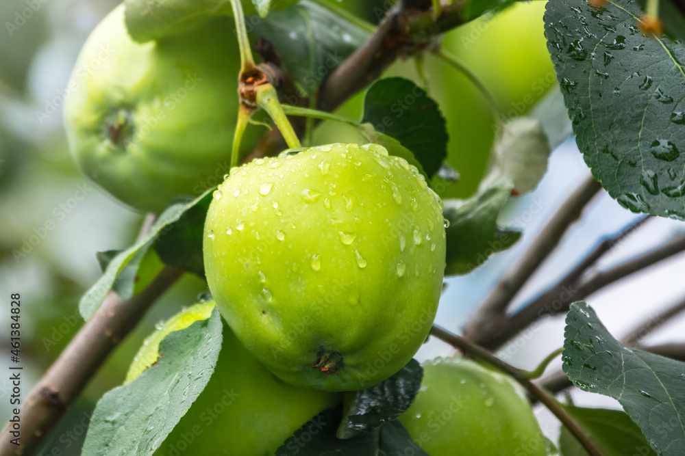 Apple branch close-up with green ripe apples with water drops after rain. Apple branch close-up with green ripe apples with water drops after rain.