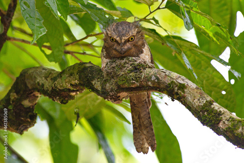 Strange frogmouth bird photo