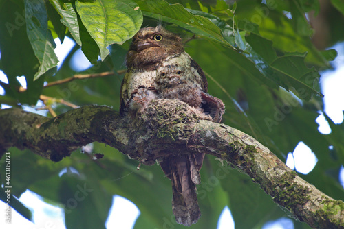 Strange frogmouth bird photo