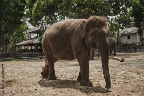 Background elephant in the shade