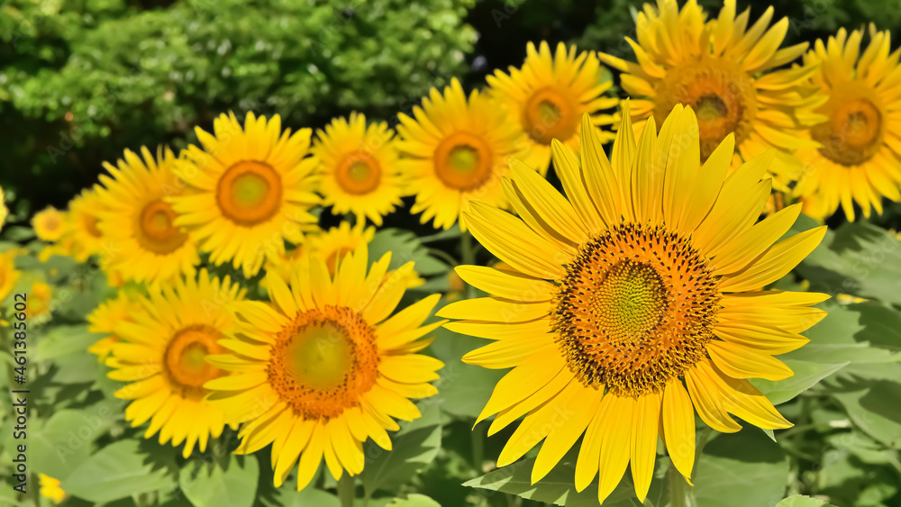 Fototapeta premium ヒマワリの花（Sunflower）