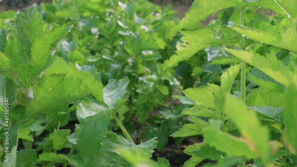 Vegetables in a garden field Vegetables in a garden field