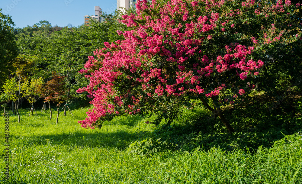 고창 선운사에 핀 붉은 배롱나무 꽃,백일홍