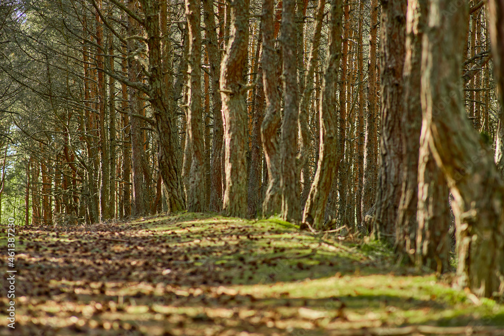 Dancing forest on the Curonian Spit of the Kaliningrad region. Dancing forest on the Curonian Spit of the Kaliningrad region.