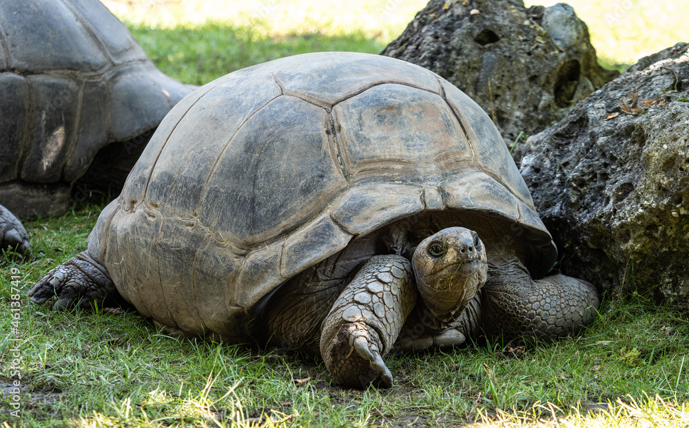 Aldabra giant tortoise, Curieuse Marine National Park, Curieuse, Seychelles Aldabra giant tortoise, Curieuse Marine National Park, Curieuse, Seychelles