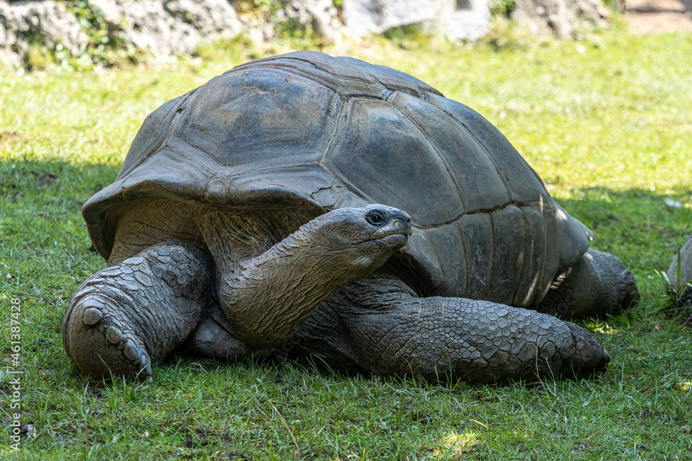 Aldabra giant tortoise, Curieuse Marine National Park, Curieuse, Seychelles Aldabra giant tortoise, Curieuse Marine National Park, Curieuse, Seychelles
