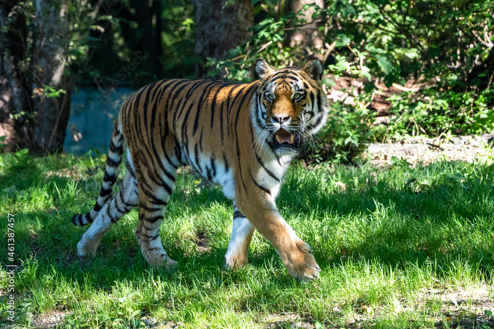 Obraz premium The Siberian tiger,Panthera tigris altaica in a park