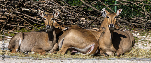 The nilgai or blue cow. Boselaphus tragocamelus is the largest Asian antelope photo