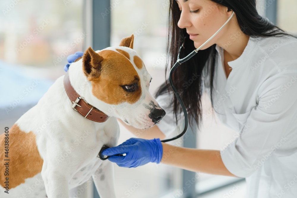 Veterinarian woman examining dog's heartbeat Veterinarian woman examining dog's heartbeat
