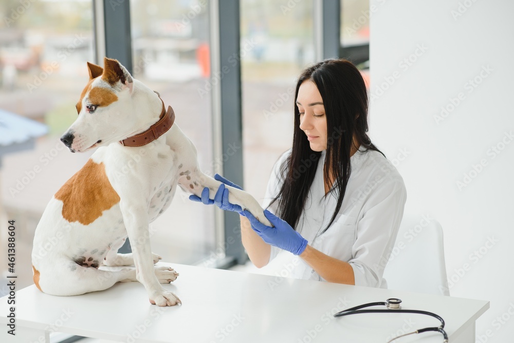 Portrait of confident female veterinarian examining dog in hospital Portrait of confident female veterinarian examining dog in hospital