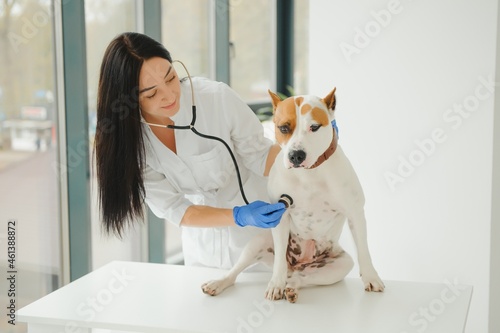 Young female veterinarian doctor examining dog with stethoscope on the table in veterinary clinic. Pet health care and medical concept. Close up.