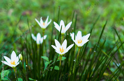 Small white flowers