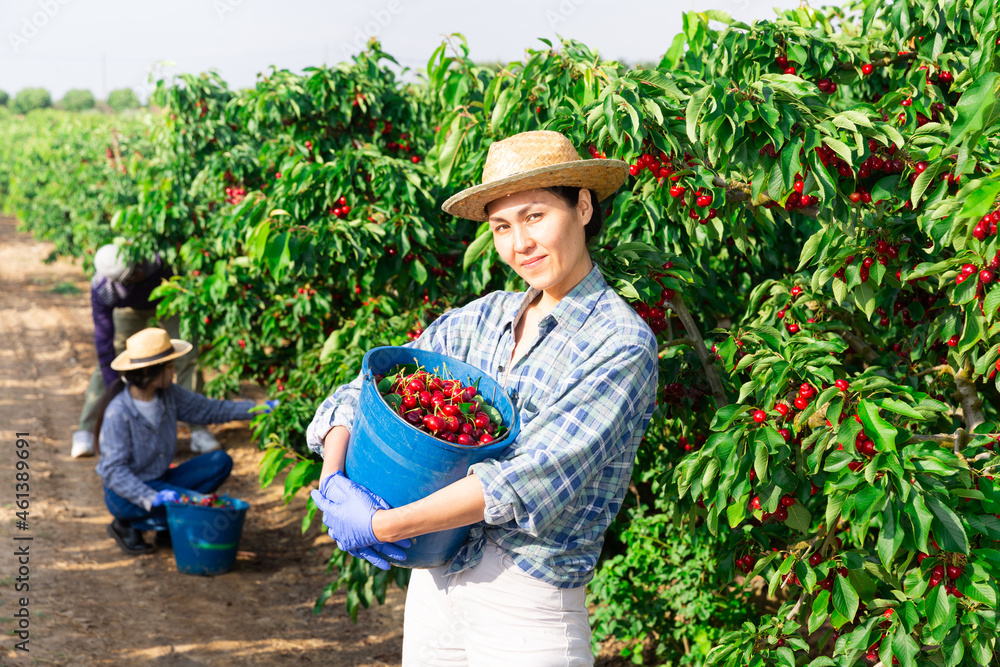 Afro and asian farmers picking cherry at the orchard Stock Photo ...