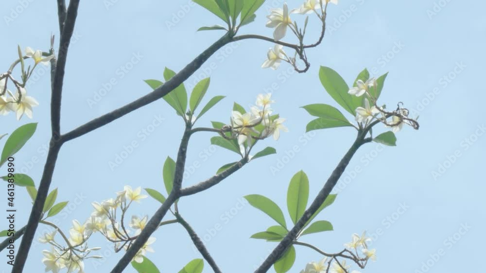 white flower on the branch in the wind white flower on the branch in the wind