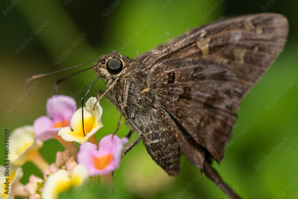 butterfly on a flower