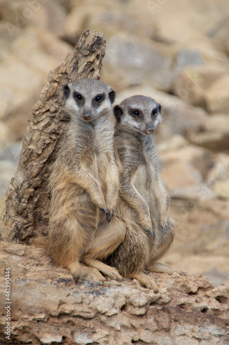 meerkat couple waiting on a rock photo