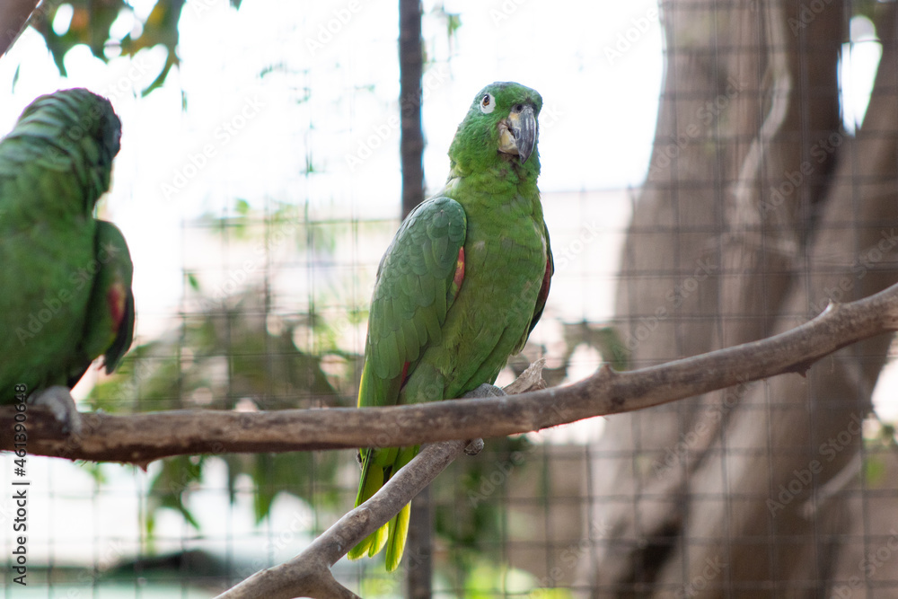 Obraz premium two parrots on a branch
